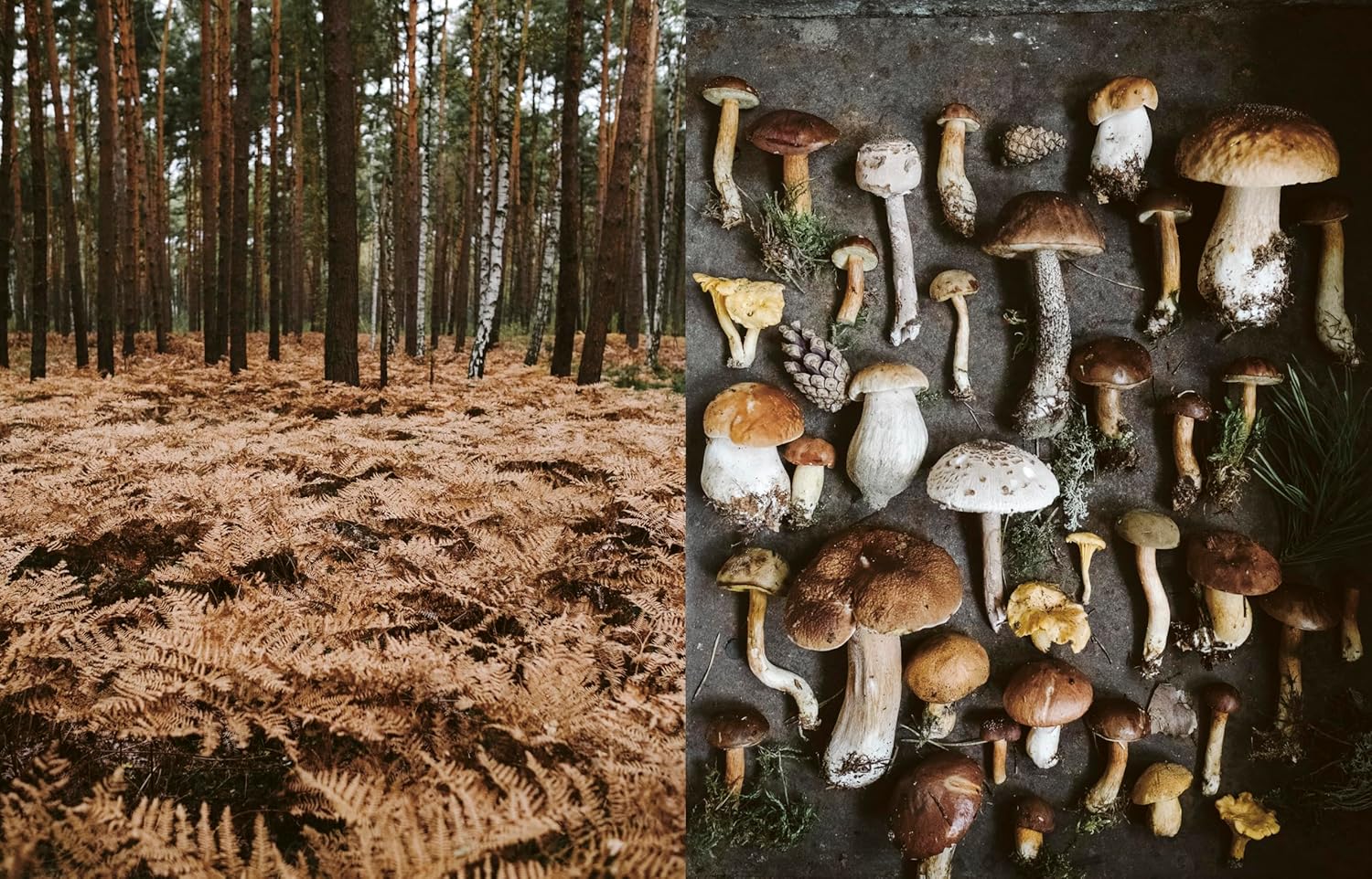 Des légumes, du sel et des braises - La Plage Ed. - Livre de cuisine - - La Guilde Culinaire